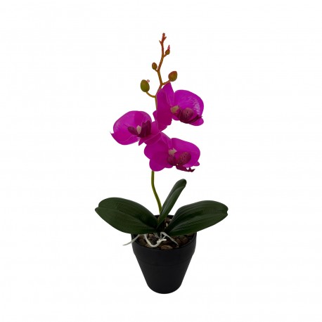 ORCHIDÉE ASSORTIMENT AVEC POT