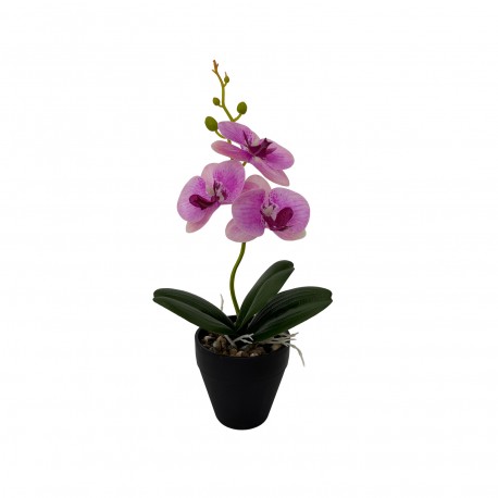 ORCHIDÉE ASSORTIMENT AVEC POT