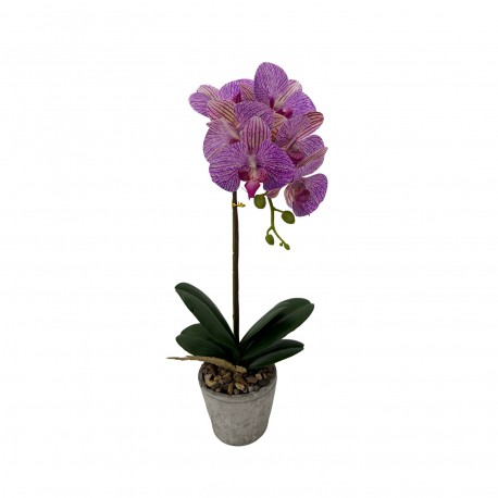 ORCHIDÉE ASSORTIMENT AVEC POT