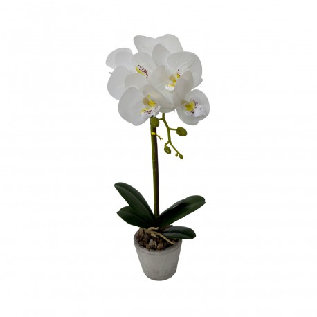ORCHIDÉE ASSORTIMENT AVEC POT