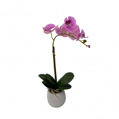 ORCHIDÉE ASSORTIMENT AVEC POT