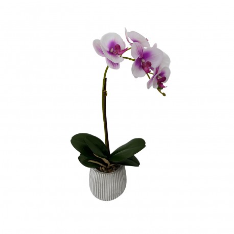 ORCHIDÉE ASSORTIMENT AVEC POT