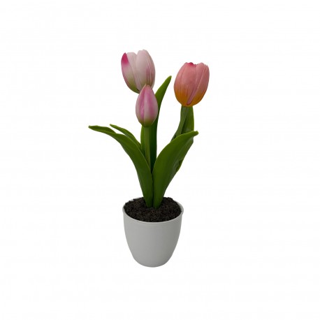 TULIPE EN POT ASSORTIMENT DE 3