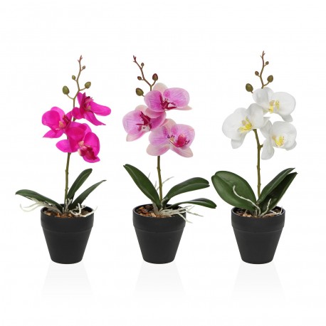 ORCHIDÉE ASSORTIMENT AVEC POT