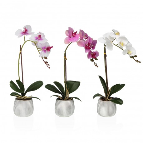 ORCHIDÉE ASSORTIMENT AVEC POT